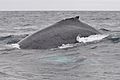 Humpback whale Ecuador