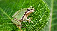 Hyla eximia.jpg