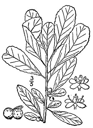 Ilex decidua drawing