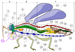 Insect anatomy diagram