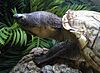 Lake Chapala mud turtle (Kinosternon hirtipes chapalaense), a Mexican subspecies of the rough-footed mud turtle (Kinosternon hirtipes)