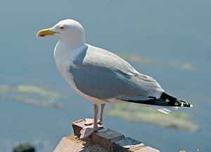 Larus argentatus01.jpg