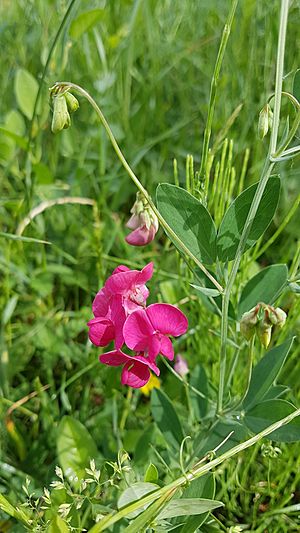 Lathyrus tuberosus plant.jpg