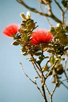 Lehua blossoms hawaii 01