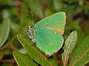 Lycaenidae - Callophrys rubi