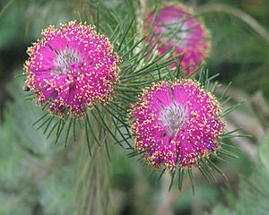 Melaleuca trichophylla.jpg