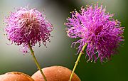 Mimosa quadrivalvis flower