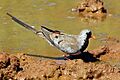 Namaqua dove (Oena capensis) male