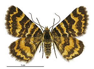 Notoreas perornata female.jpg