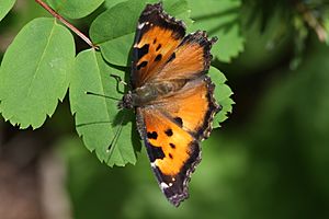 Nymphalis californica 1145.JPG