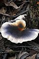 Omphalotus nidiformis OMP 9722