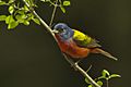 Painted Bunting - Texas - USA H8O2367 (23443730189)