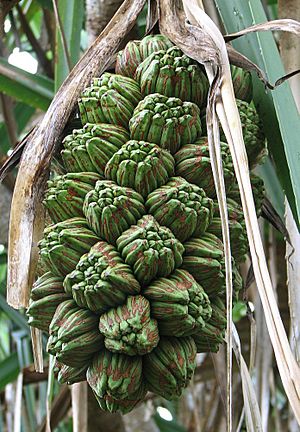 Pandanus tectorius fruit