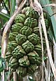 Pandanus tectorius fruit