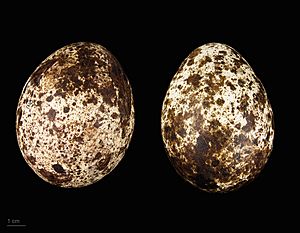 Pandion haliaetus MHNT.ZOO.2010.11.93.9