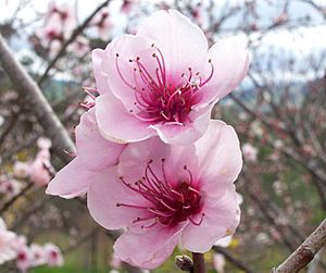 Peach flowers