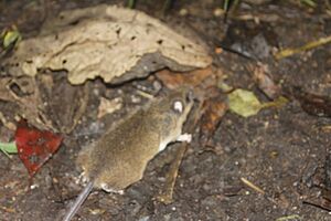 Peromyscus mexicanus 59794510.jpg