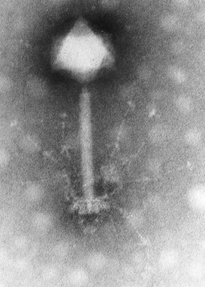 Phage S-PM2