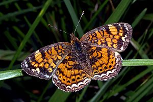 Phyciodes tharos 4