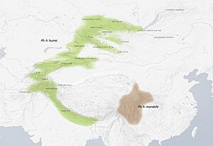 Phylloscopus-humei distribution.jpg