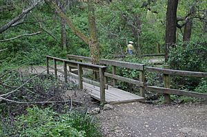 PulgasRidgeTrailBridge