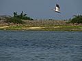 Pulicat-Spotted Pelican