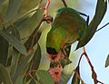 Purple-crowned lorikeet b