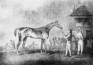 Quiz (horse).jpg