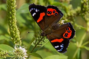 Red Admiral Butterfly at Zealandia