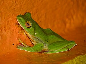 Rhacophorus malabaricus(Female)