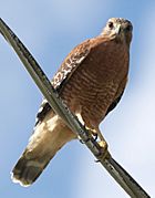 Rkinch red-shouldered hawk