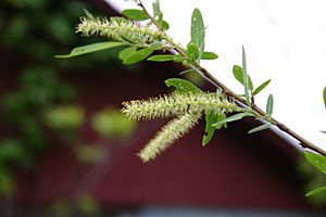 Salix nigra catkins 8001