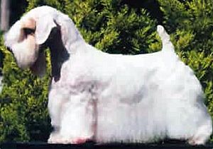 SealyhamTerrier2