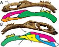 Segnosaurus hemimandible