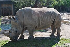 Southern White Rhino