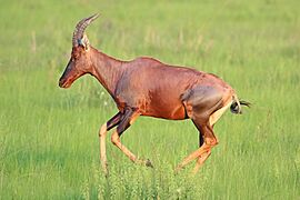 Topi (Damaliscus lunatus topi) running