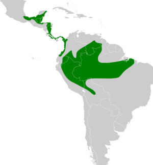Tunchiornis ochraceiceps map.svg