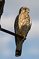 Turmfalke am Neusiedler See