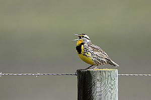 Western Meadowlark singing