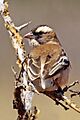 White-browed sparrow-weaver (Plocepasser mahali mahali) female