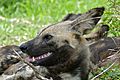 Wild Dogs (Lycaon pictus) (16394165128)