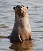 2006-kabini-otter.jpg