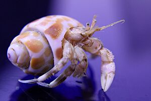 991127-Chabahar-IMG 6650-HermitCrab-2