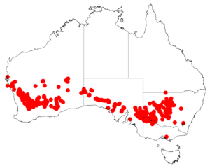 Acacia colletioidesDistMap202.png