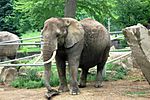 AfricanelephantCLEzoo