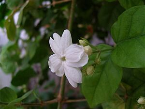 Arabian jasmin, Tunisia 2010