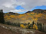 A photo of aspens in fall along the Crooked Creek Road