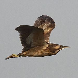 Australasian Bittern (cropped)