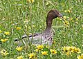 Australian Wood Duck JCB