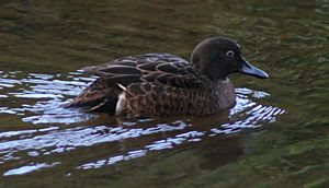 Brown teal cropNR